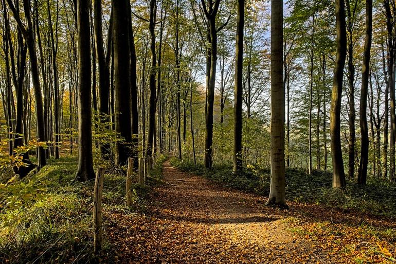Wandelen in het Muziekbos, Ronse
