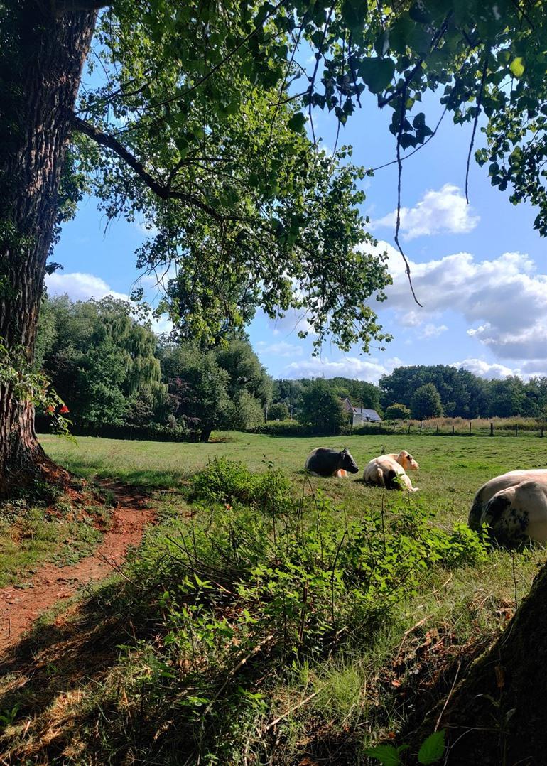 Wandelen langs de Molenbeek in Moortsele