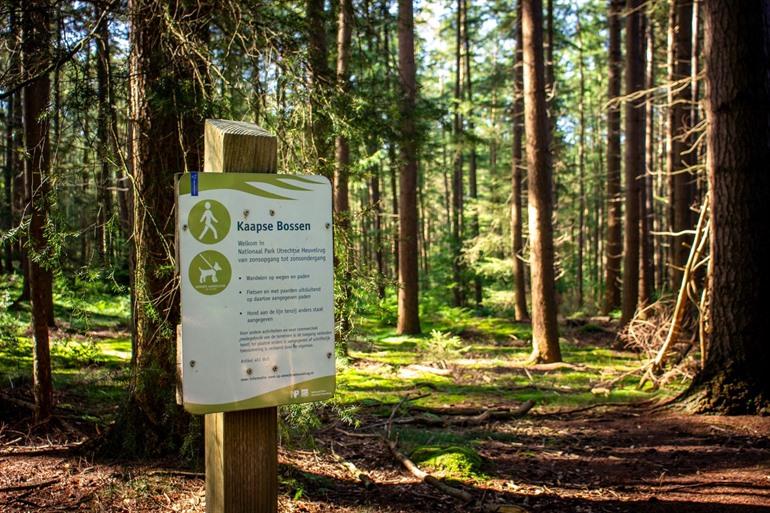 Wandeling door de Kaapse Bossen, Utrechtse Heuvelrug