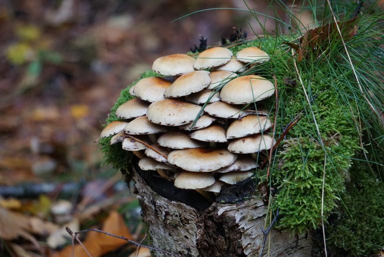 Wandelroute Heidestein, Utrechtse Heuvelrug