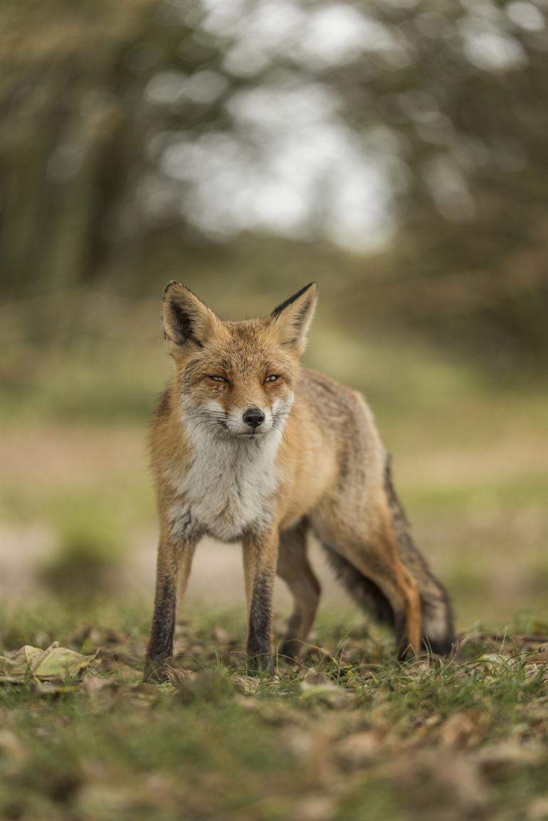 Wandelsafari in de Amsterdamse Waterleidingduinen