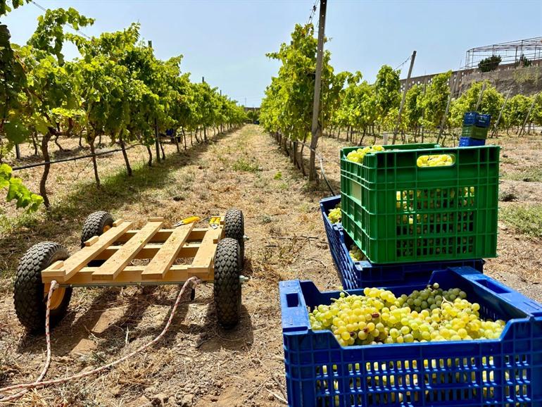Wijngaard op Tenerife