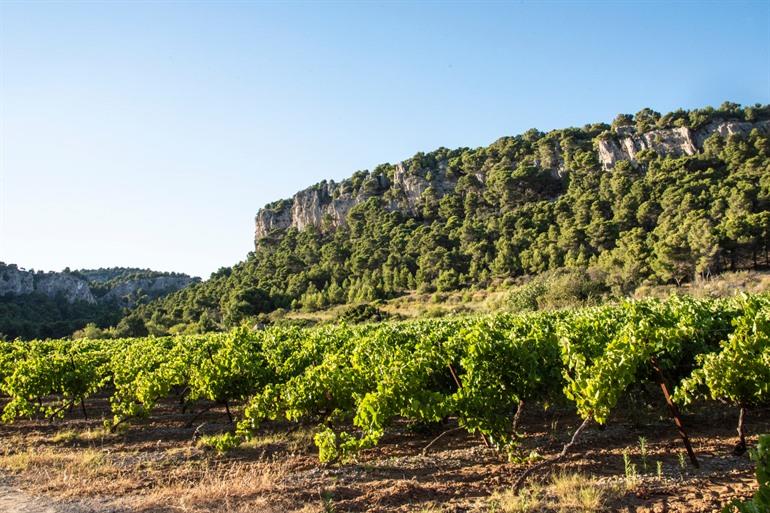 Wijngaarden in de regio van Gruissan