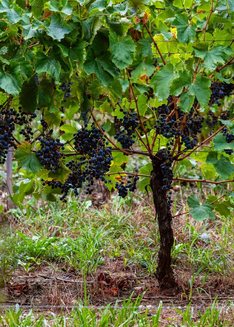 Wijngaarden in de streek