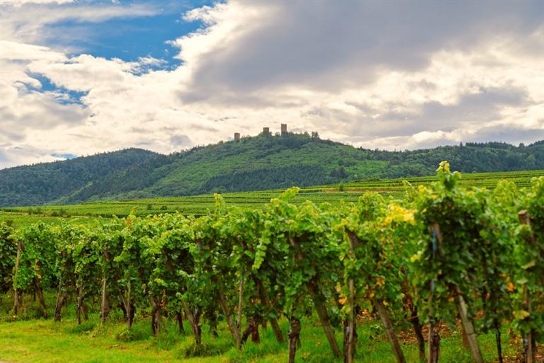 Wijngaarden rond het dorp