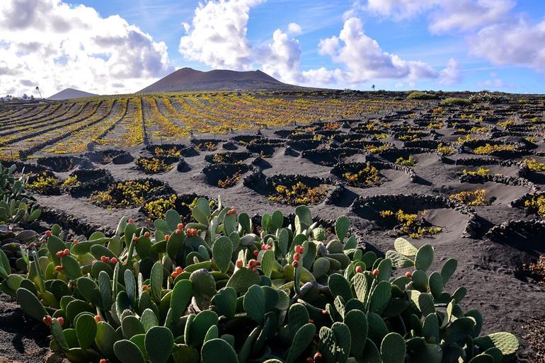 Wijngaarden van La Geria bezoeken op Lanzarote
