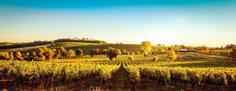 Wijngaarden van Saint-Emilion, Bordeaux