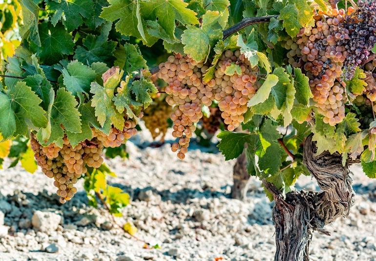 Wijngaarden voor de Palmino druiven, Andalusië