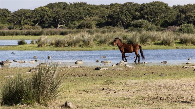 Wilde dieren in Sardinië