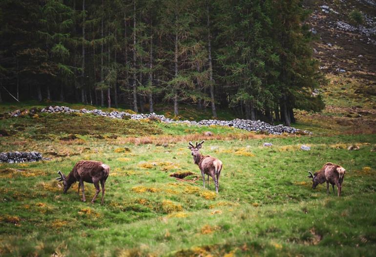 Wilde dieren spotten in het Cairngorms National Park, Schotland
