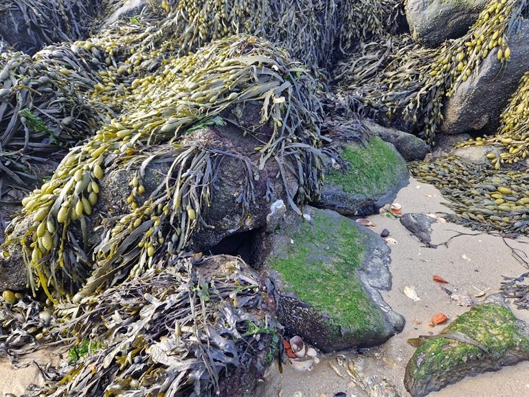 Wilde oesters gaan plukken