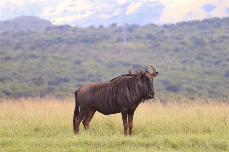 Wildebeest in Tala Game Reserve