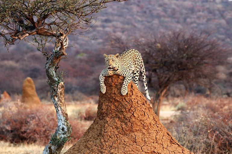 Wildlife spotten in Etosha National Park