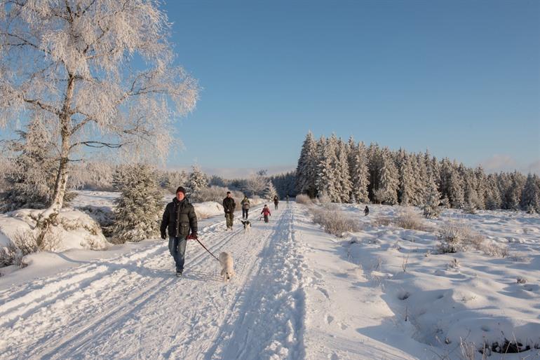 Winterwandelingen in de Ardennen