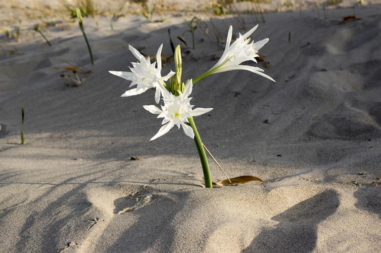 Woestijnbloem Hymenocallis