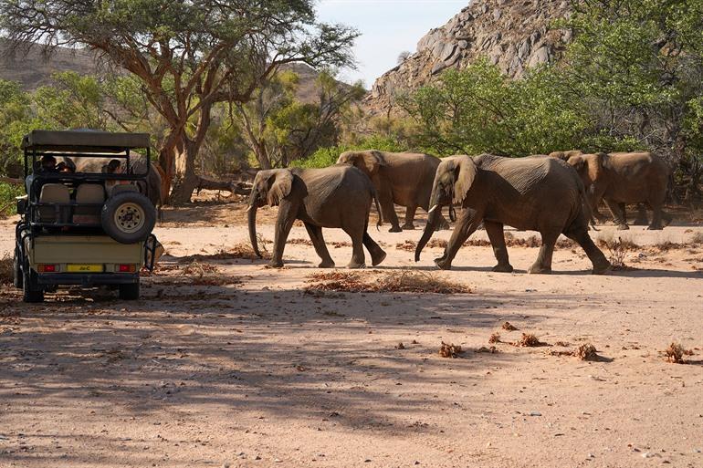 Woestijnolifanten spotten in Damaraland
