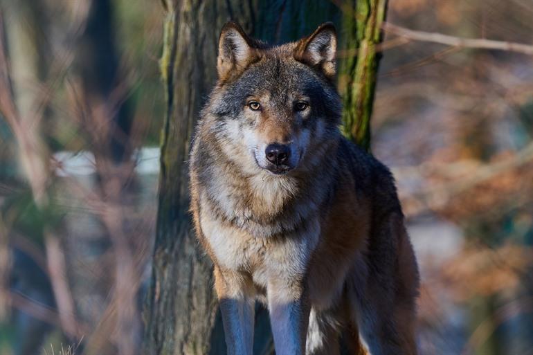 Wolf in Karpatenbos, Slowakije