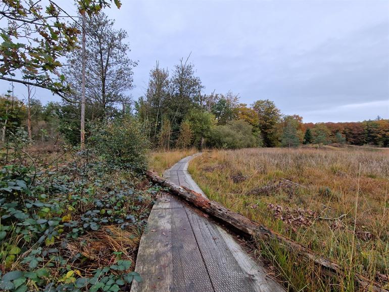 Wolvenspoor wandeling in Drenthe