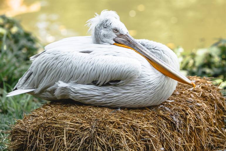 Zagreb Zoo