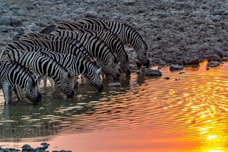 Zebra’s bij zonsondergang, Etosha National Park van Namibië.