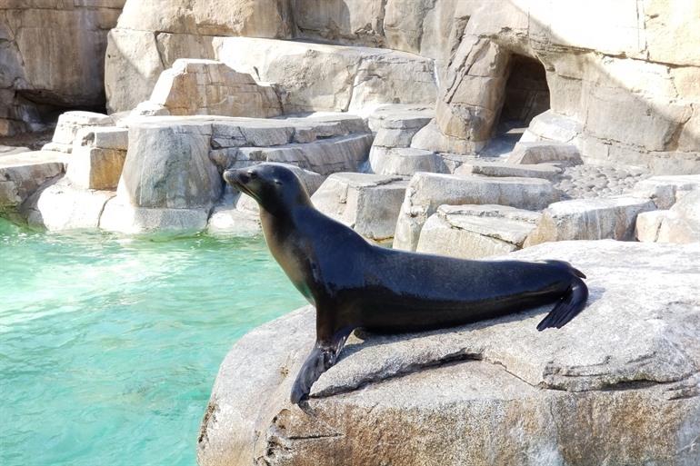 Zeehond in het Georgia Aquarium