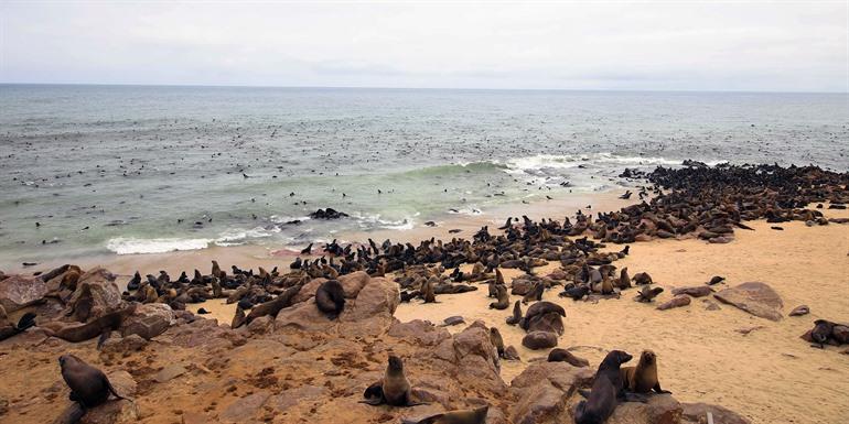 Zeehonden in het Skeleton Coast National Park