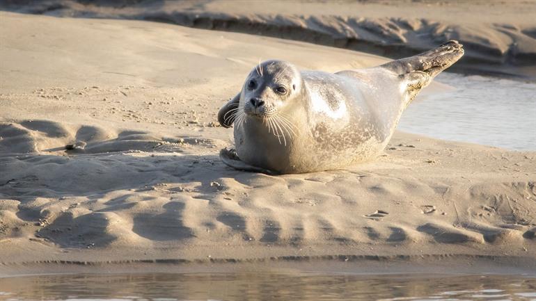 Zeehonden spotten in Berck