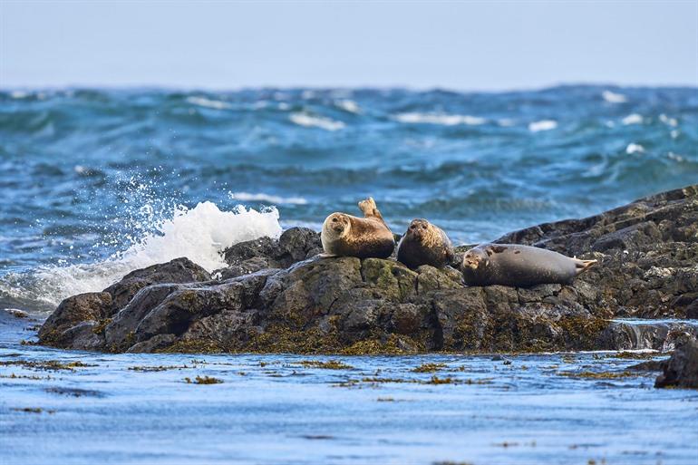Zeehonden spotten in Shetland, Schotland