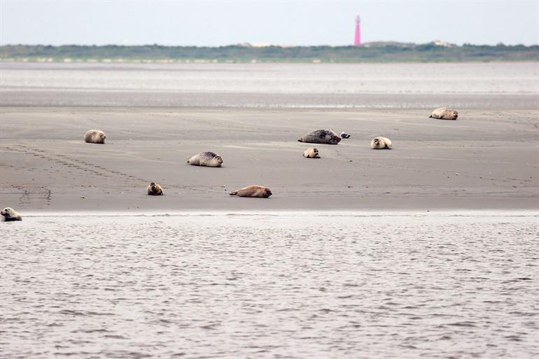 Zeehonden spotten op de Balg, Schiermonnikoog