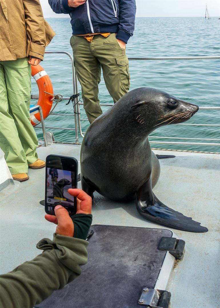 Zeehonden spotten Walvis Bay