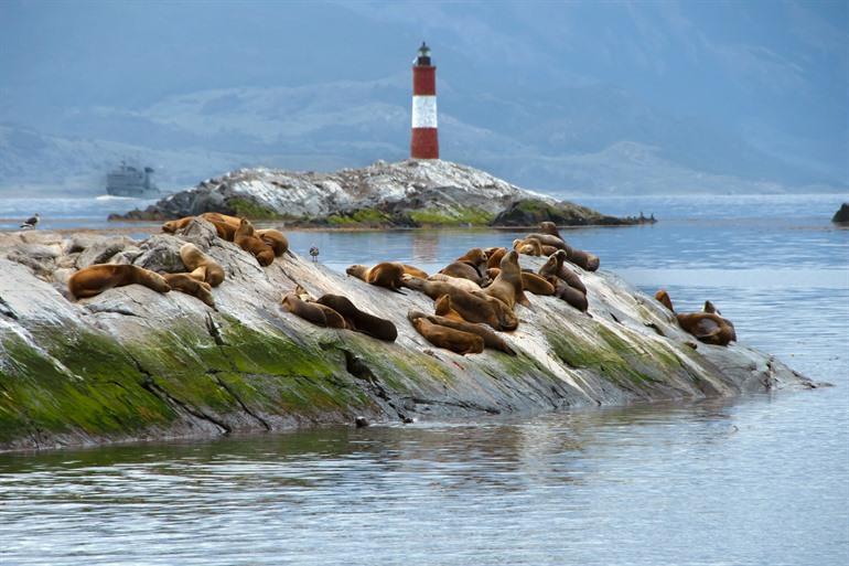 Zeeleeuwen op de rotsformaties in het kanaal