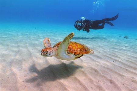 10 x mooiste snorkel- en duikplekken op Curaçao: alle info + kaartje