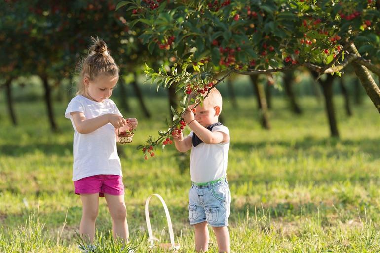 Zelf fruit plukken bij de Aveschootshoeve