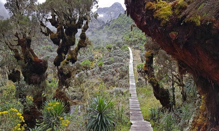 Zicht op fauna en flora in het Rwenzori Mountains NP