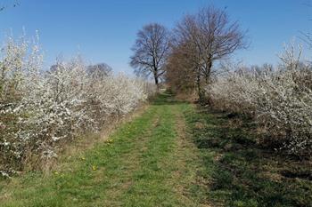 Zoutleeuw lange wandeling