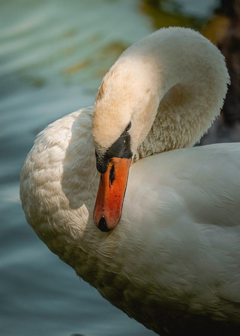 Zwaan in de moerassen van Harchies