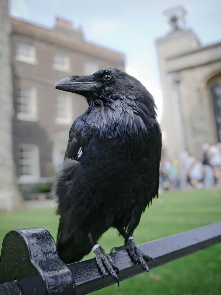 Zwarte Raven in Tower of Londen