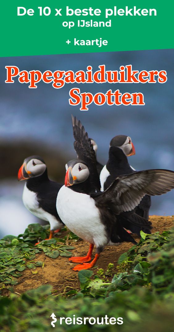 Pinterest Waar papegaaiduikers spotten in IJsland? Kaartje + tours en foto's