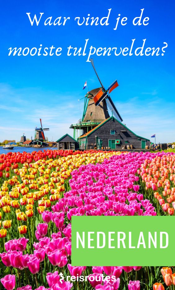 Pinterest Waar vind je de 15 x mooiste tulpenvelden & bollenvelden in Nederland 2024?