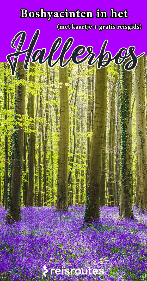 Pinterest Boshyacinten in het Hallerbos bezoeken (2025) + 5 alternatieven drukke Hallerbos