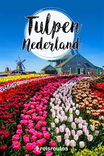 Tulpenvelden in Nederland