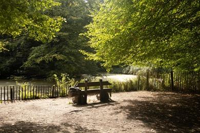 Wandeling Buggenhoutbos (8 km): Wandelen in de natuur