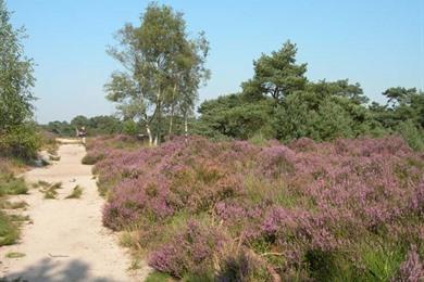 Groen wandelboek deel 2, met 20 wandelingen