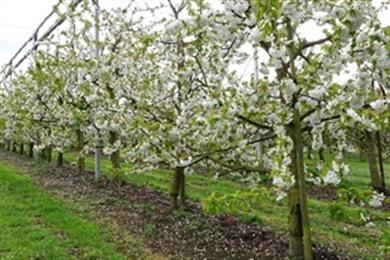 Bloesemfietsroute: Fietsen tussen de bloesems in de fruitstreek