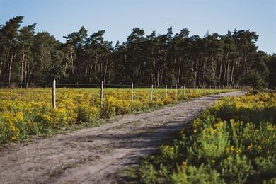 Wandeling Heidebos (9 km): Wandelen in Waasland
