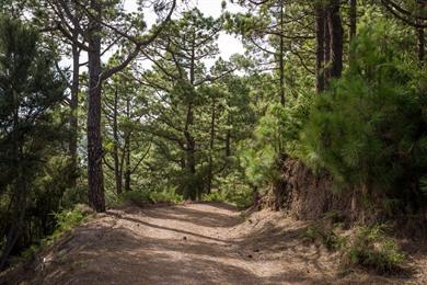 La Esperanza Mountainbikeroute op Tenerife