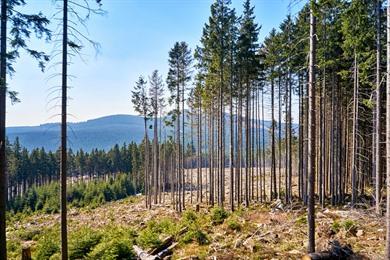 Wandeling vanuit Oderbrück naar de Oderteich