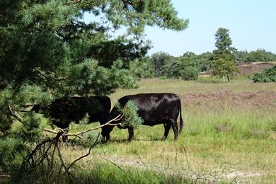 Natuurwandeling in Koersels Kapelleke