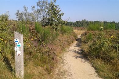 Wandelroute Mechelse Heide in Hoge Kempen Maasmechelen