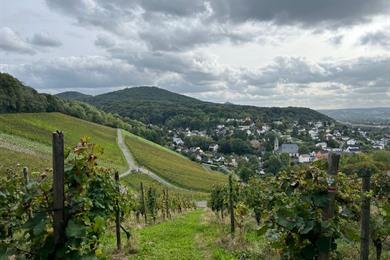 Wandeling door de wijngaarden van Oberdollendorf